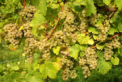 2014-09-28 Riesling