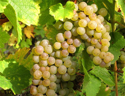 2014-10-11 Riesling