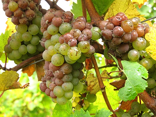 2014-10-11 Riesling2
