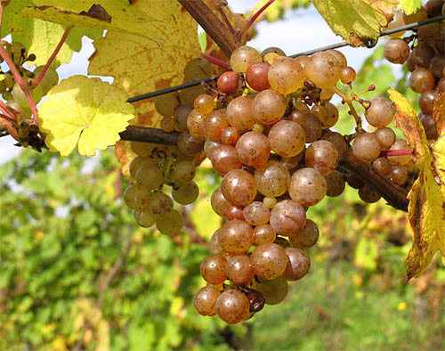 2014-10-12 Riesling