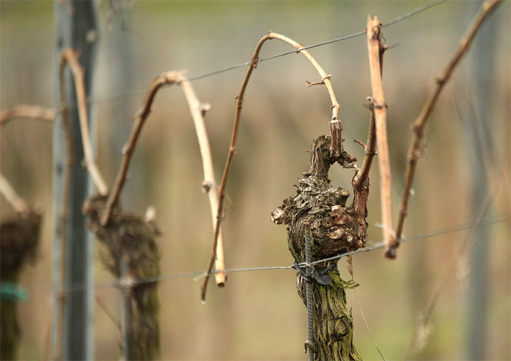 20015-03-31 Fruchtruten