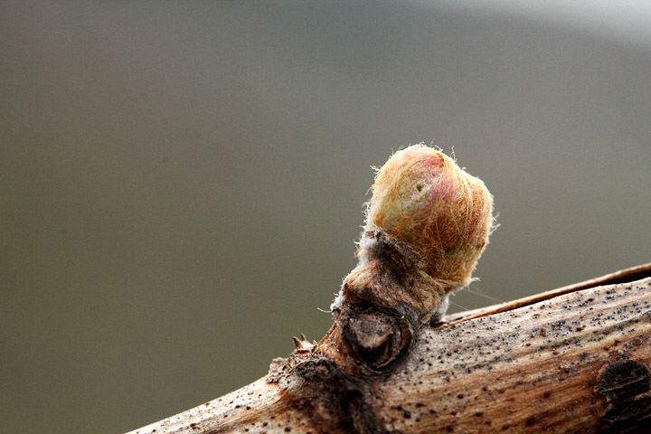 2015-04-18 Knospe2
