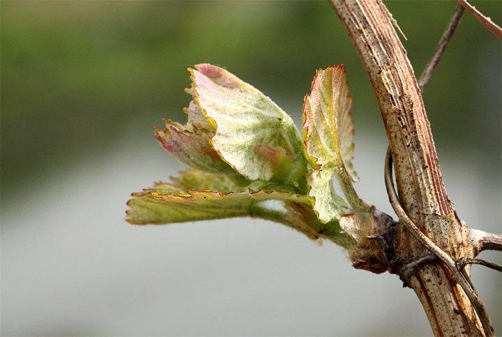 2015-05-02 Austrieb2