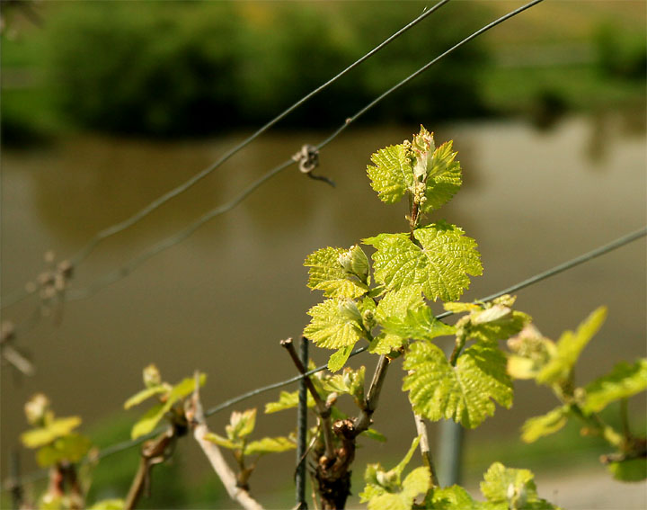 2015-05-08 Riesling