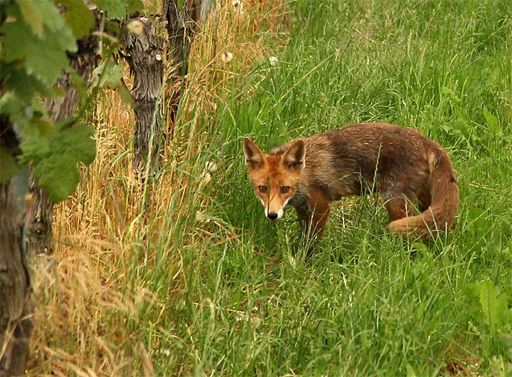 2015-05-28 Fuchs