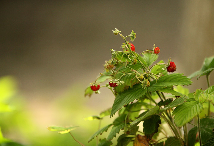 2015-06-02 Erdbeeren