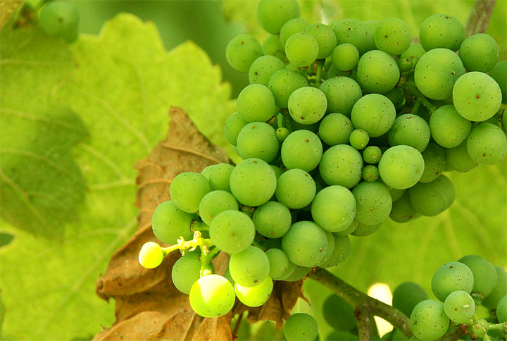 2015-07-22 Riesling