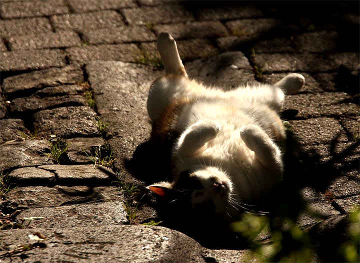 2015-08-03 Kellerkatze