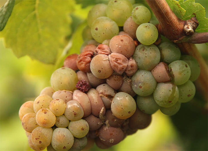 2015-09-18 Riesling faul