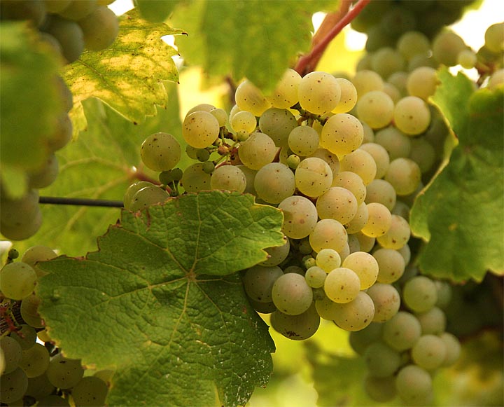2015-09-18 Riesling