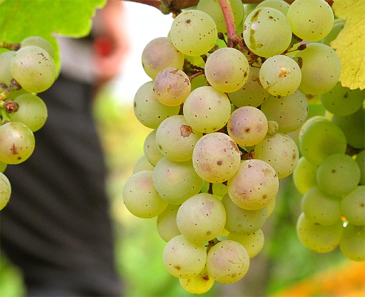 2015-10-06 Riesling