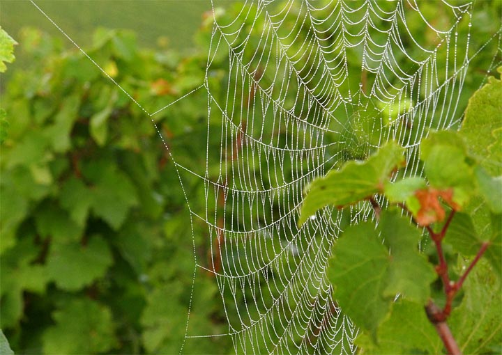 2015-10-06 Spinnennetz