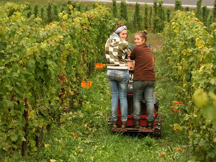 2015-10-10 Raupe fahren