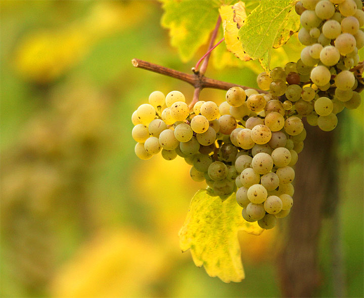 2015-10-17 Riesling