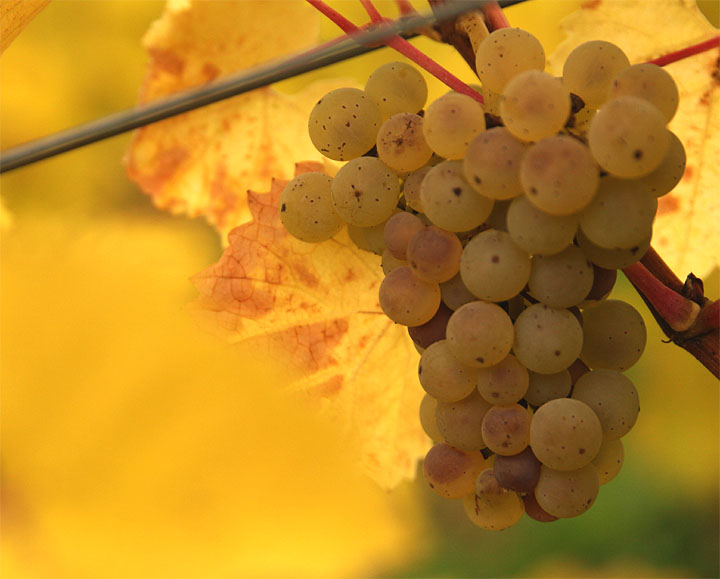 2015-10-31 Riesling