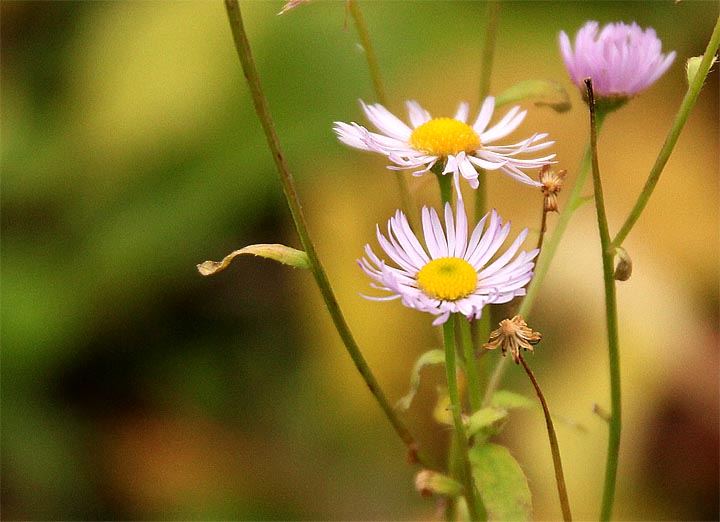 2015-12-07 Blume