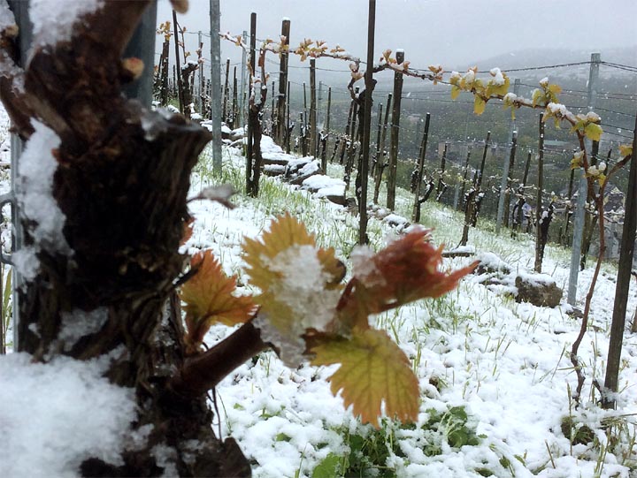 2016-04-26 Schnee