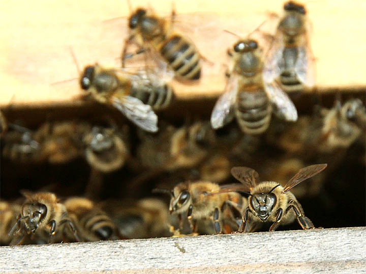 2016-05-04 Bienen