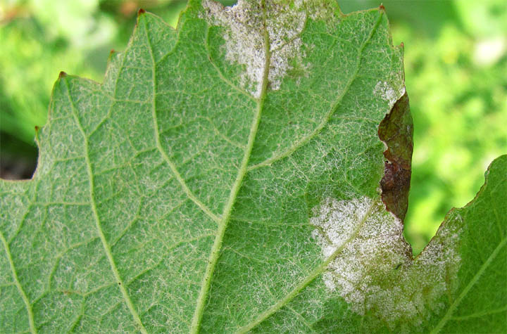 2016-06-29 Peronospora
