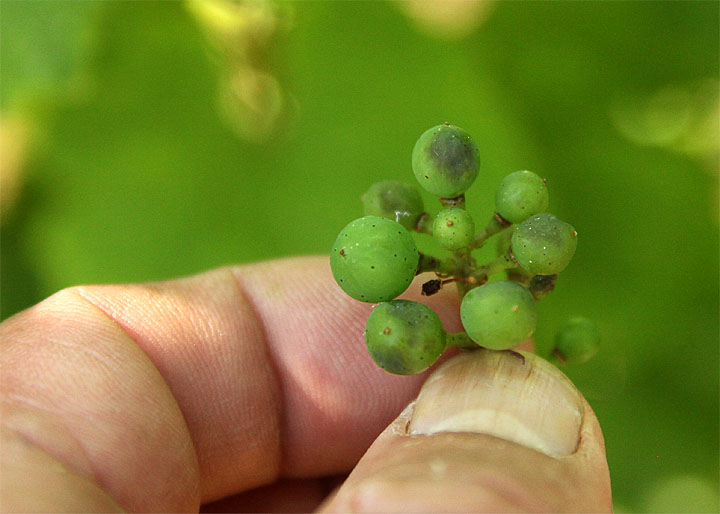 2016-07-21 Lederbeeren
