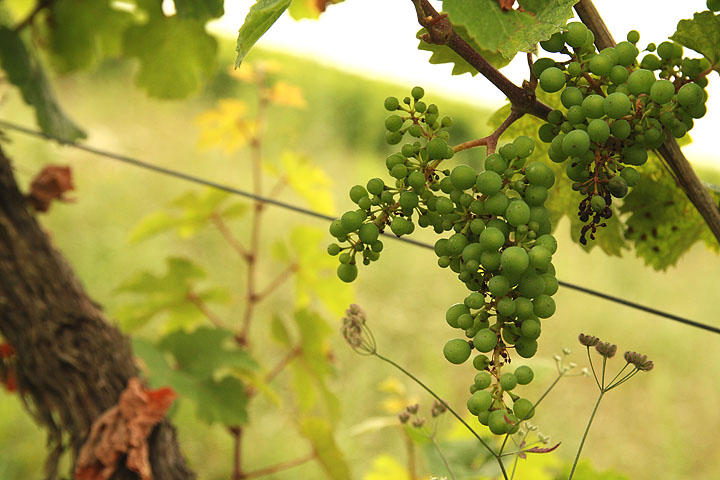 2016-07-25 Riesling