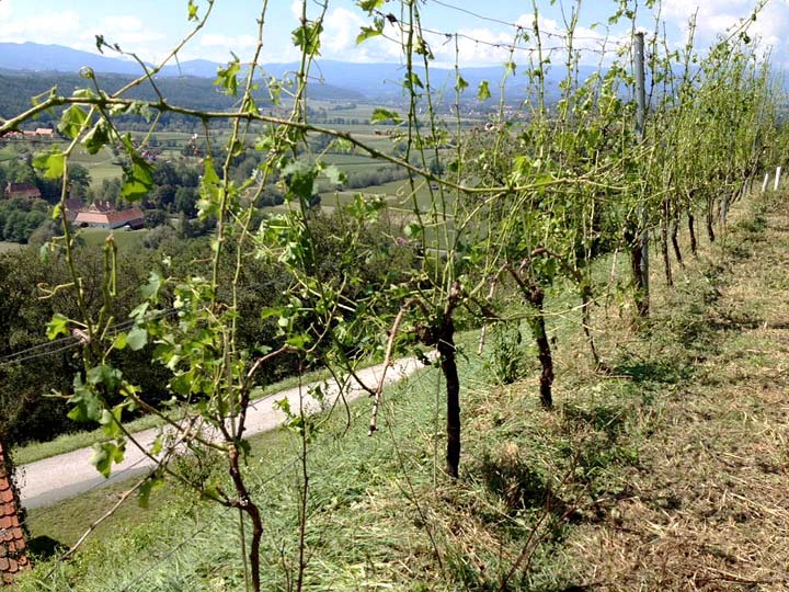 2016-08-16 weingut-lorenz-at