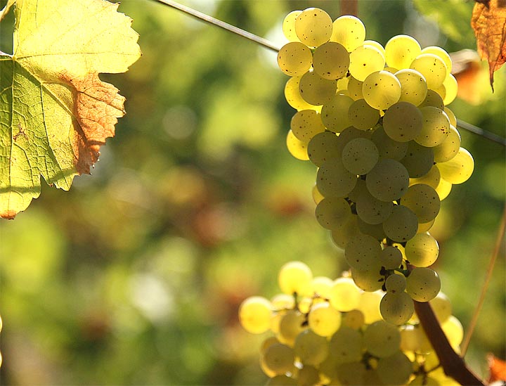 2016-09-22-riesling