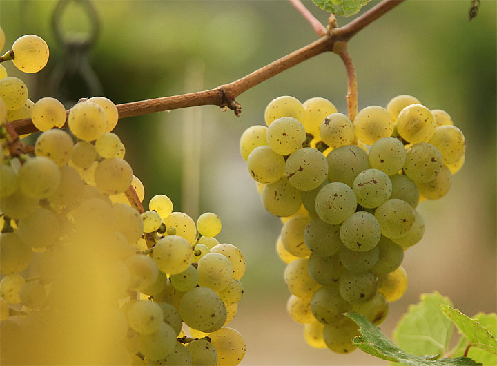 2016-10-10-riesling