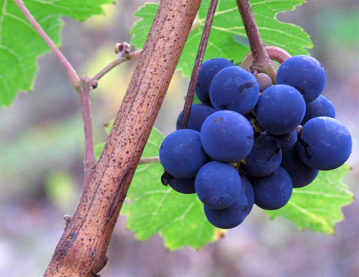2016-10-17-rotwein