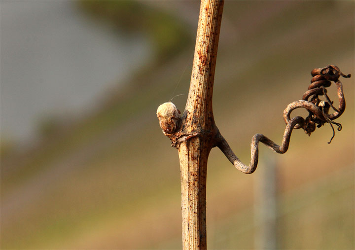 2017-03-29 Riesling Knospe 2