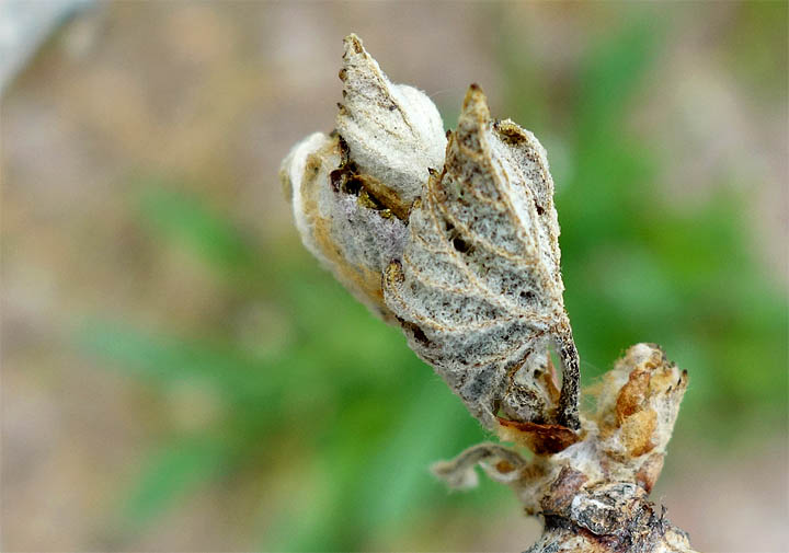 2017-04-26 Beiauge treibt nach Frost aus