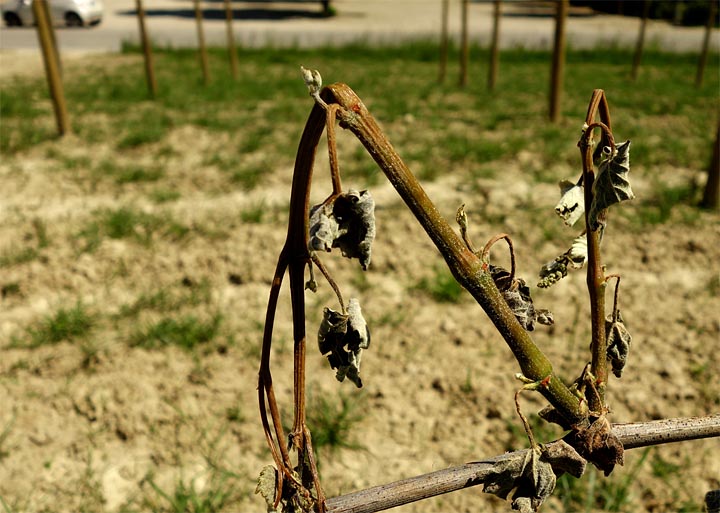 2017-04-26 Frostschaden barolo