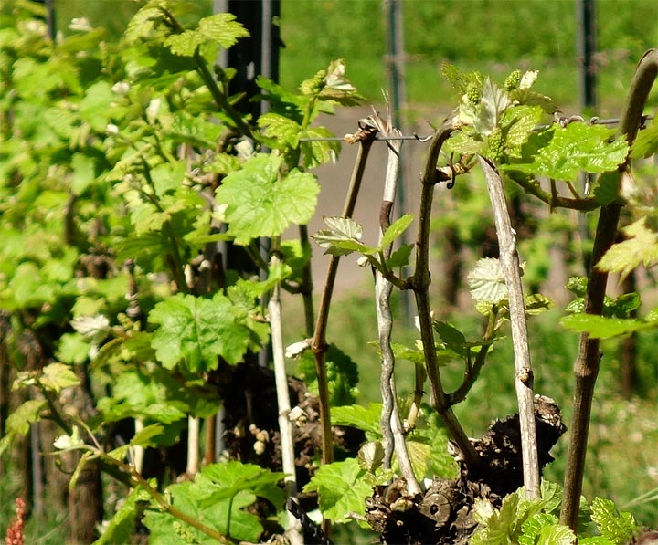 2017-05-15 Rieslingreben