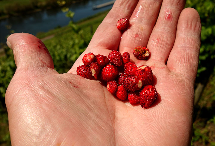 2017-06-13 Weinbergserdbeeren
