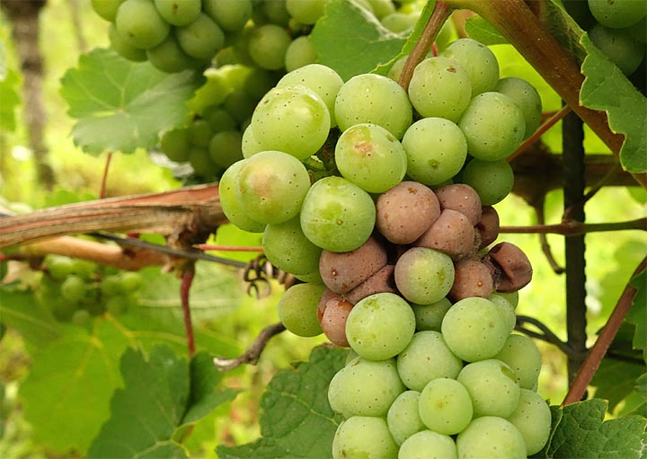 2017-08-08 gequetschte Rieslingbeeren, am faulen