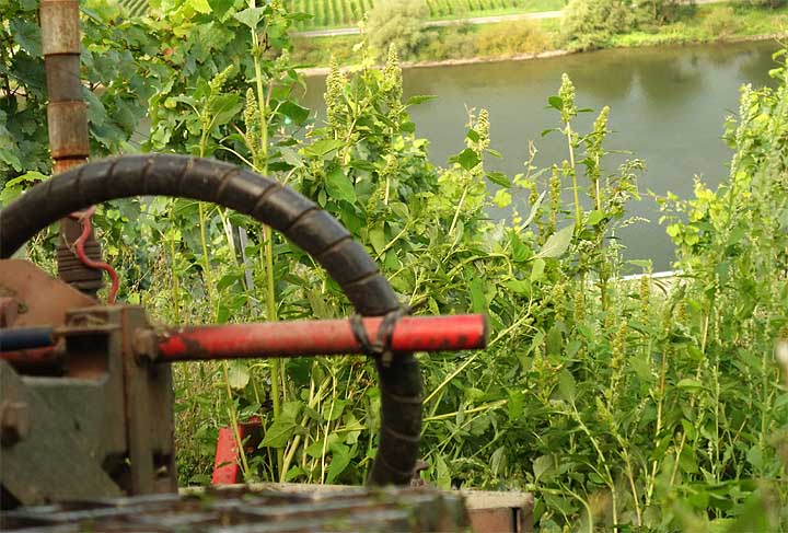 2017-08-26 Mulchen Steilhang Mosel