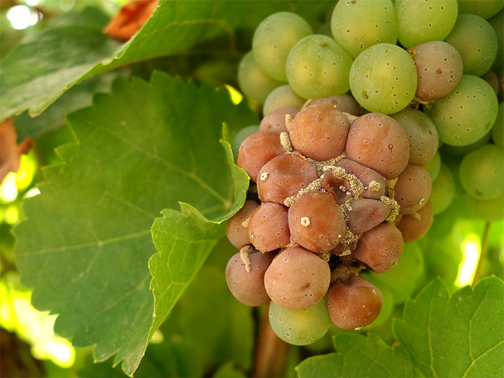 2017-09-18 Botrytis Riesling