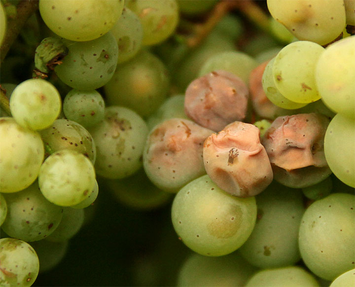 2017-09-18 Riesling mit Sonnenbrand