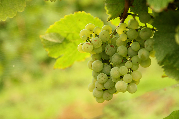 2017-09-18 perfekter Riesling Mosel