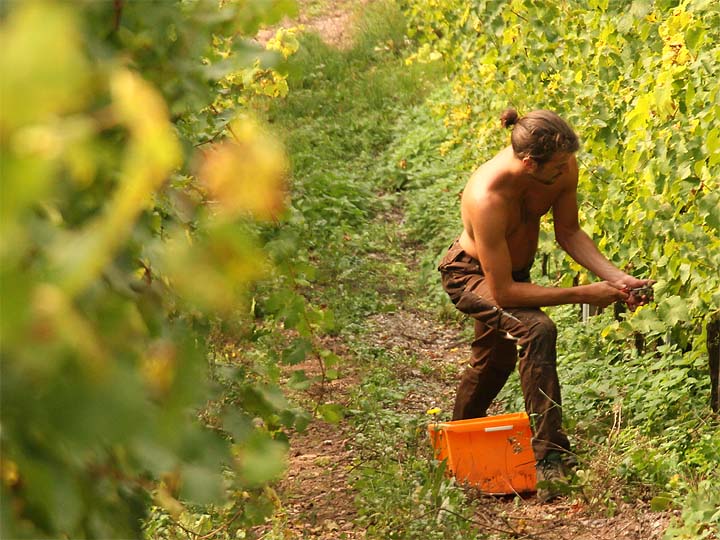 2017-09-28 Weinernte oben ohne