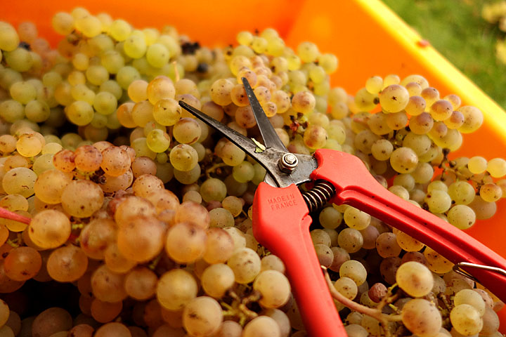 2017-10-07 reife Rieslingtrauben mit Selektionsschere2