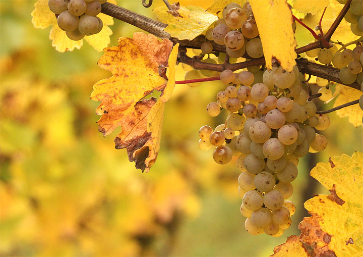 2017-10-13 reife Rieslingtraube